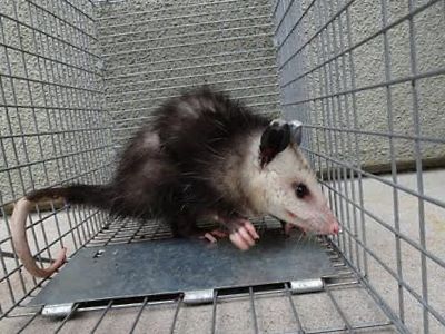 San Francisco opossum control